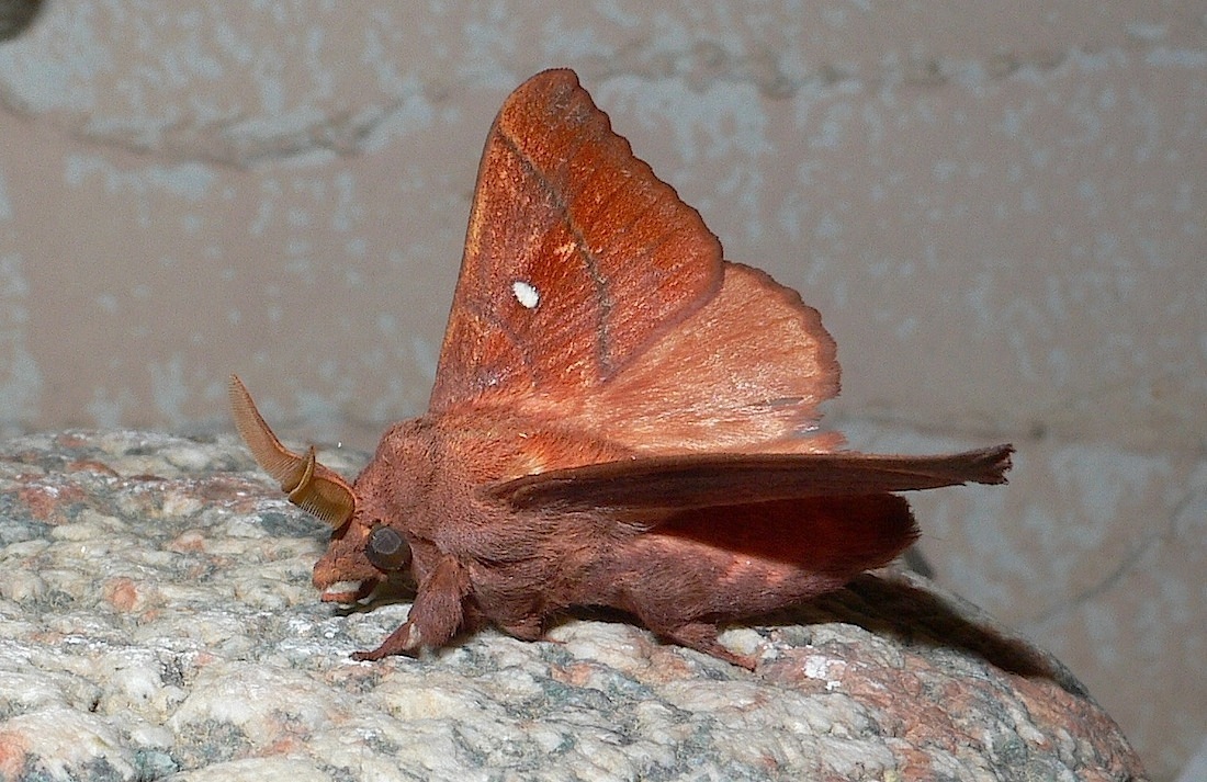 Odonestis pruni (Linnaeus, 1758) - Lasiocampida